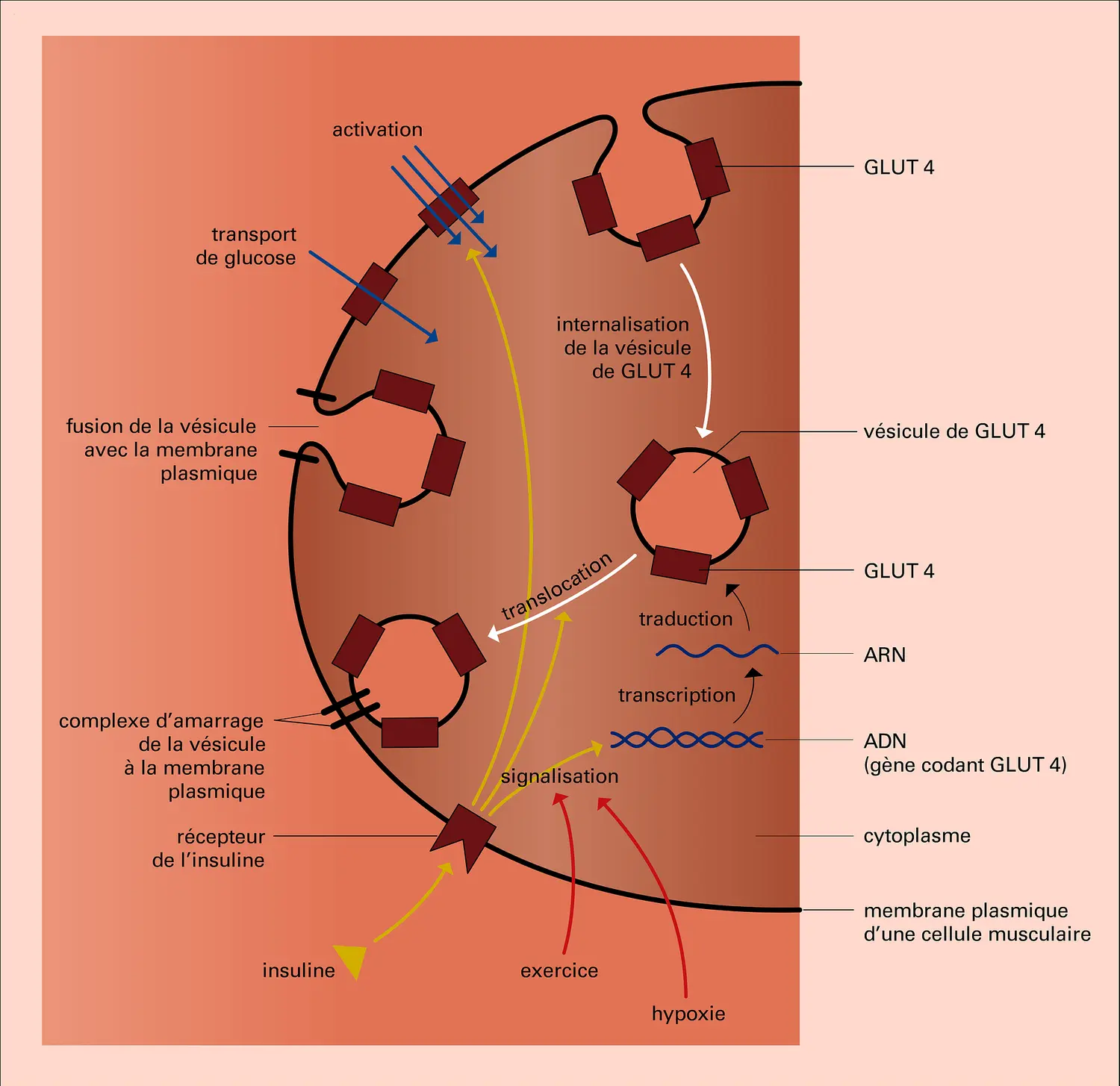 Transport de glucose dans la cellule musculaire