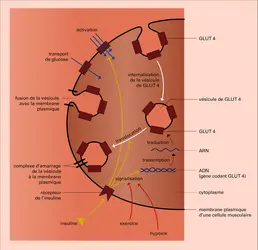 Transport de glucose dans la cellule musculaire - crédits : Encyclopædia Universalis France