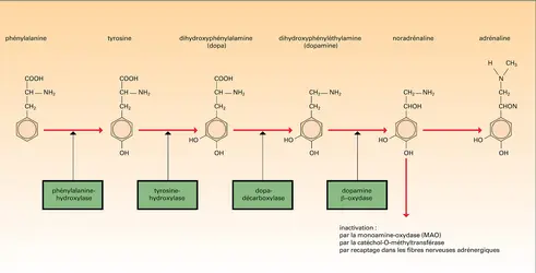 Métabolisme de la noradrénaline - crédits : Encyclopædia Universalis France