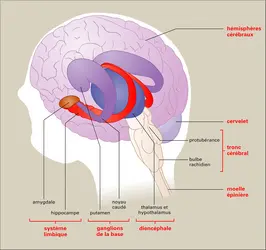 Cerveau basal - crédits : Encyclopædia Universalis France