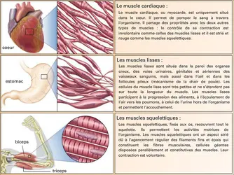 Localisation des différents tissus musculaires - crédits : Encyclopædia Universalis France