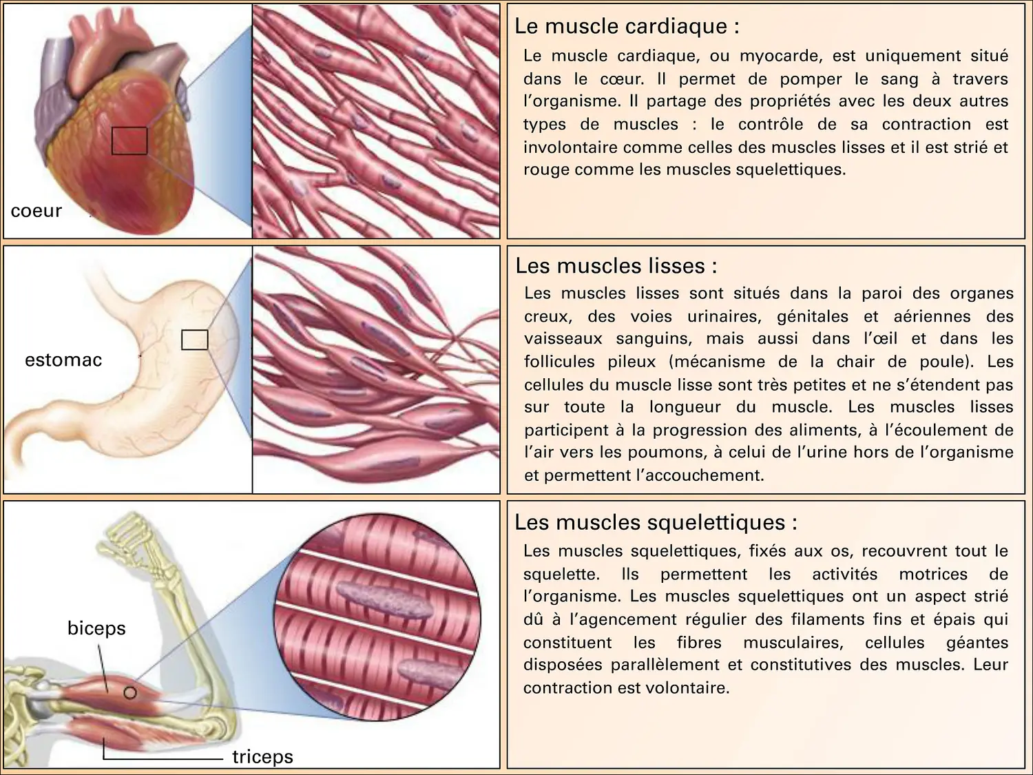 Localisation des différents tissus musculaires