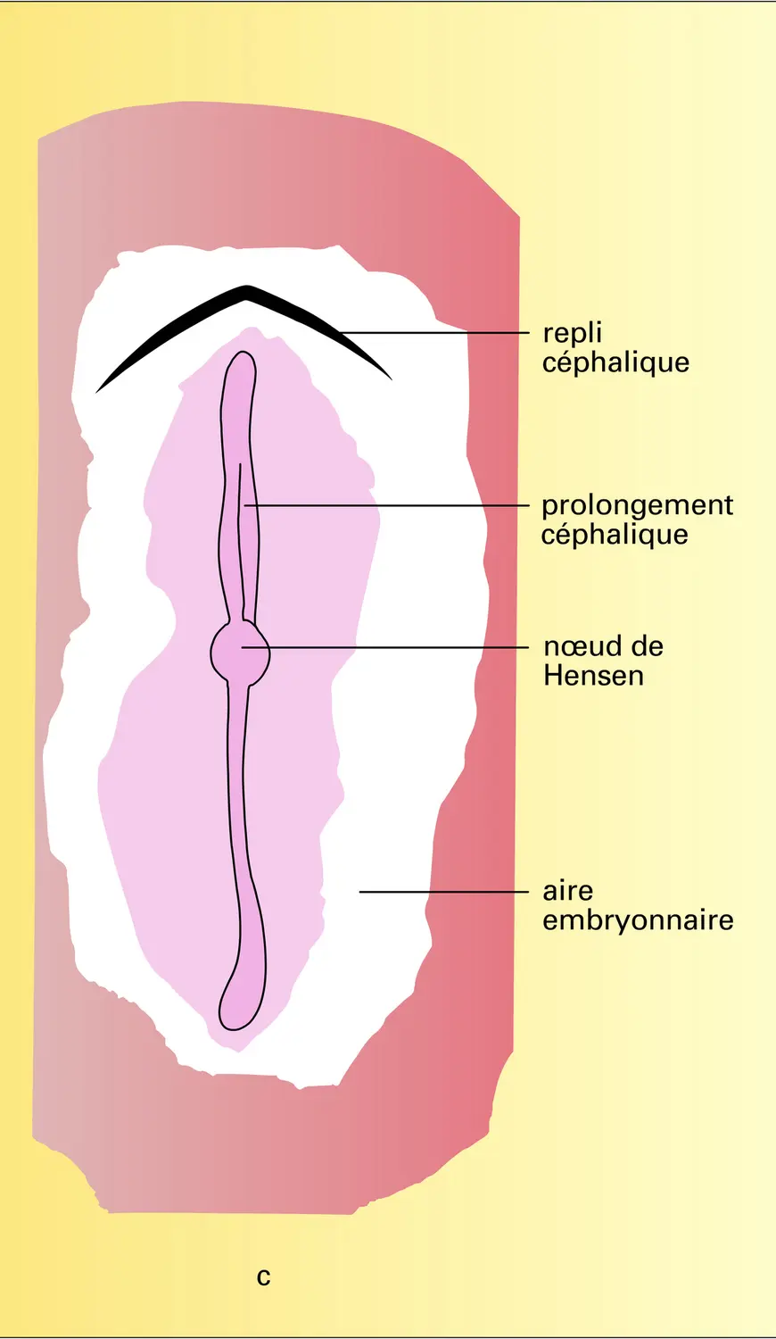 Gastrulation chez les oiseaux - vue 2