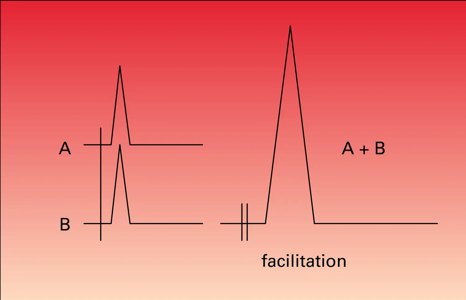 Convergence, facilitation et occlusion - vue 2