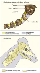 Ossements de <em>Discokeryx </em>et reconstitution de sa tête et de son cou - crédits : EUF d’après les travaux de Shiqi Wang/ IVPP Pékin et Wang Yu 