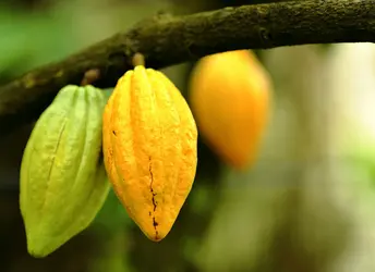 Le cacaoyer - crédits : Eungchopan/ Shutterstock