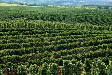 Plantation de café - crédits : David Olsen/ The Image Bank/ Getty Images