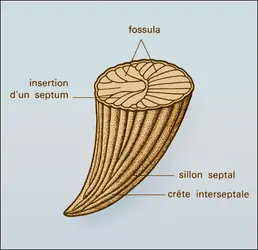 Calceola - crédits : Encyclopædia Universalis France