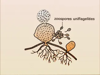 Rhizophydium sp.