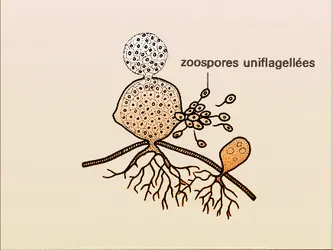 Rhizophydium sp. - crédits : Encyclopædia Universalis France