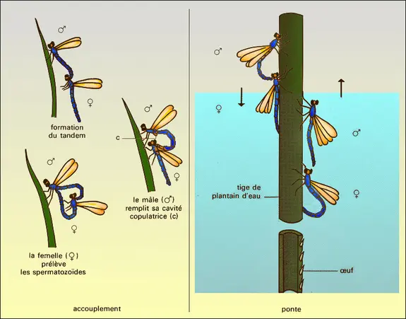 Reproduction des Odonates