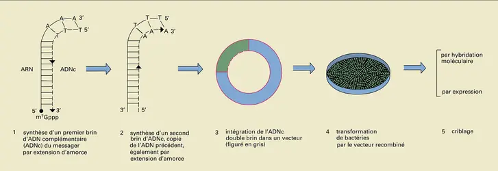 ADN : confection de banques complémentaires - crédits : Encyclopædia Universalis France