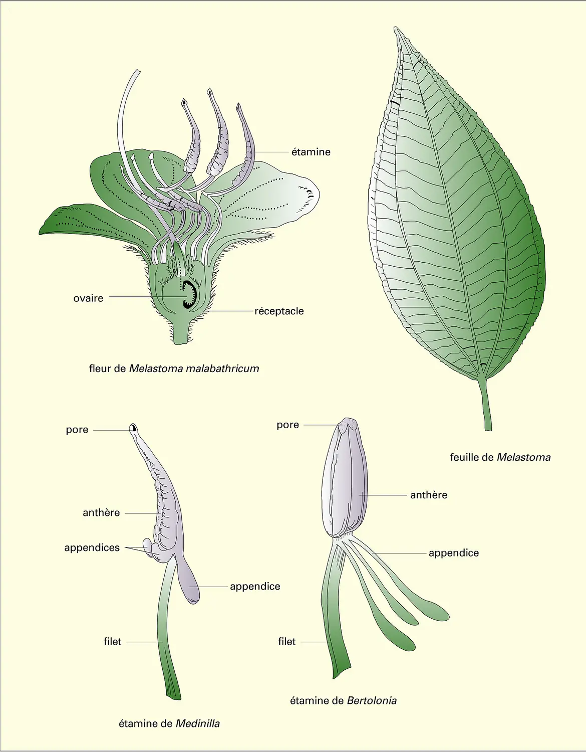 Fleur, feuille et étamine