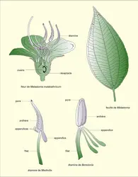 Fleur, feuille et étamine - crédits : Encyclopædia Universalis France