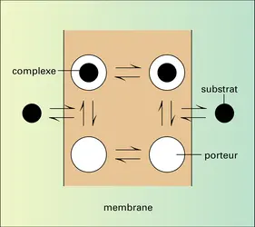 Transport par porteur mobile à travers une membrane - crédits : Encyclopædia Universalis France