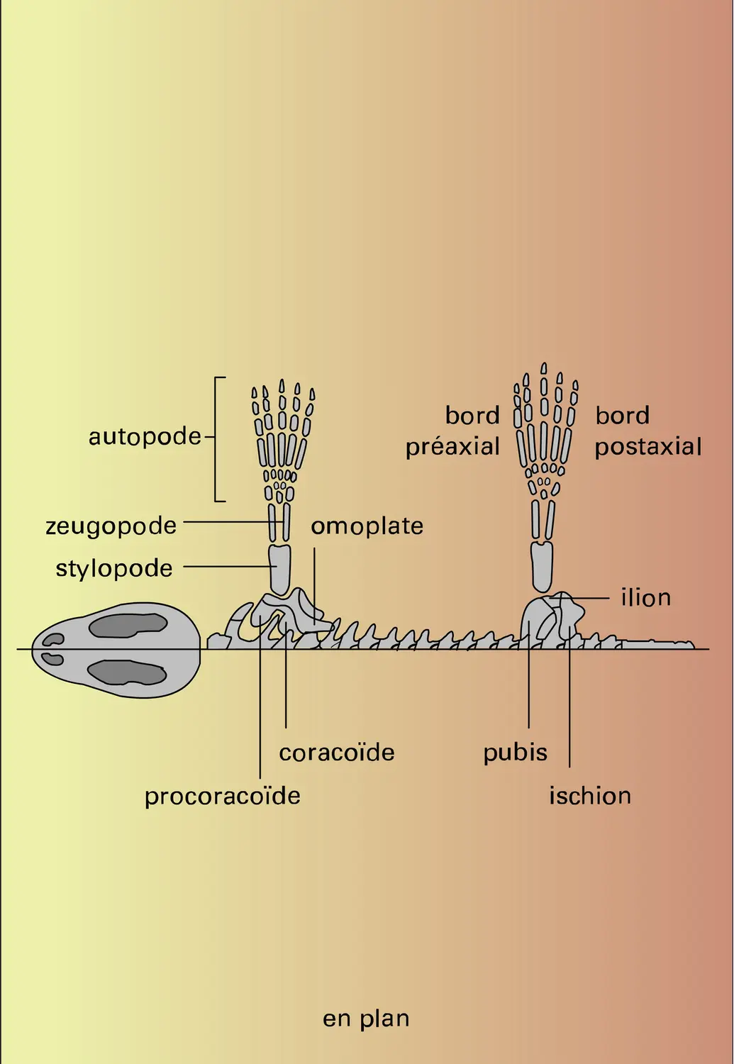 Chiridium - vue 2