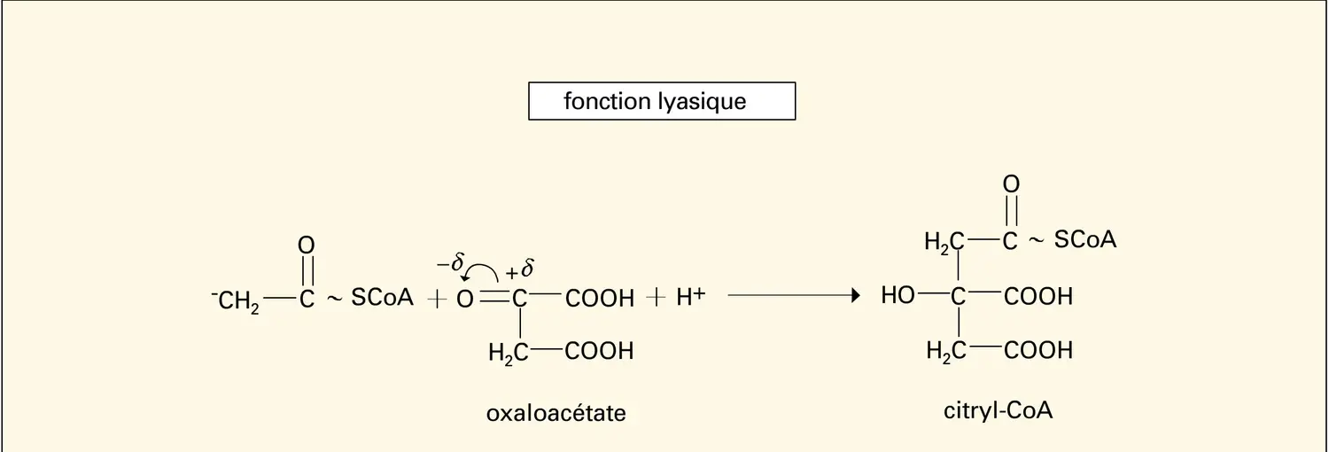 Citrate synthétase - vue 2
