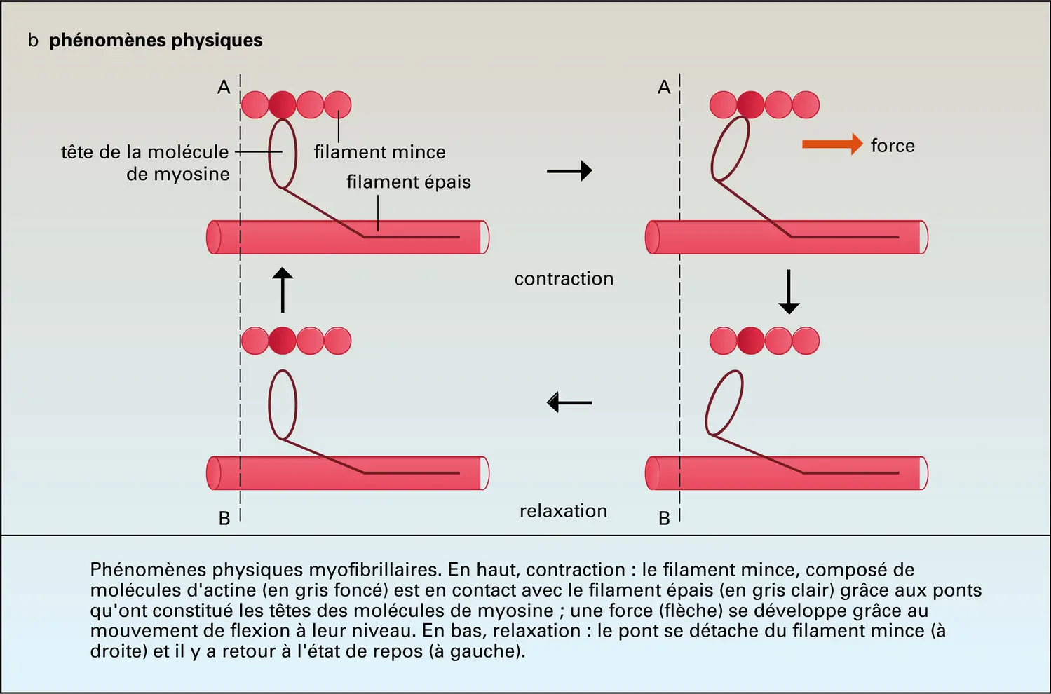 Cycle contractile - vue 2