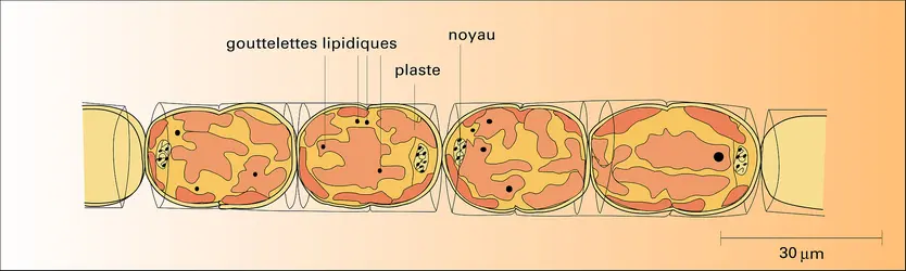 Melosira nummuloides - crédits : Encyclopædia Universalis France