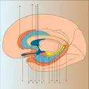 Structures corticales - crédits : Encyclopædia Universalis France