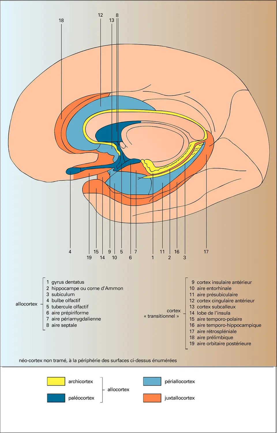 Structures corticales