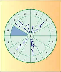 Dyades - crédits : Encyclopædia Universalis France