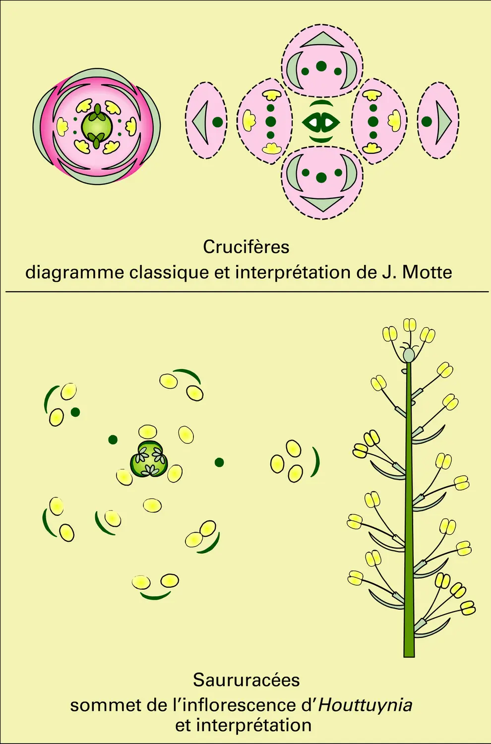 Angiospermes (états préfloraux) - vue 2