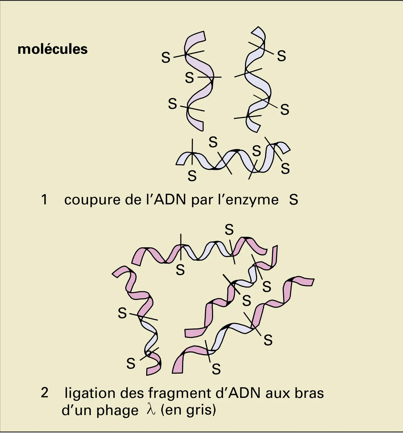 Clonage d'ADN - vue 1