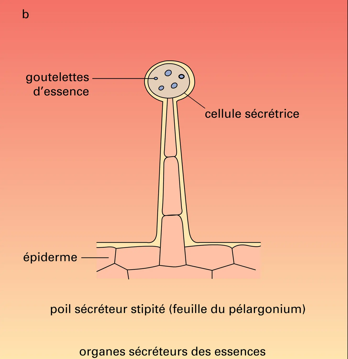 Rose, pélargonium, lavande, orange : appareils sécréteurs - vue 2