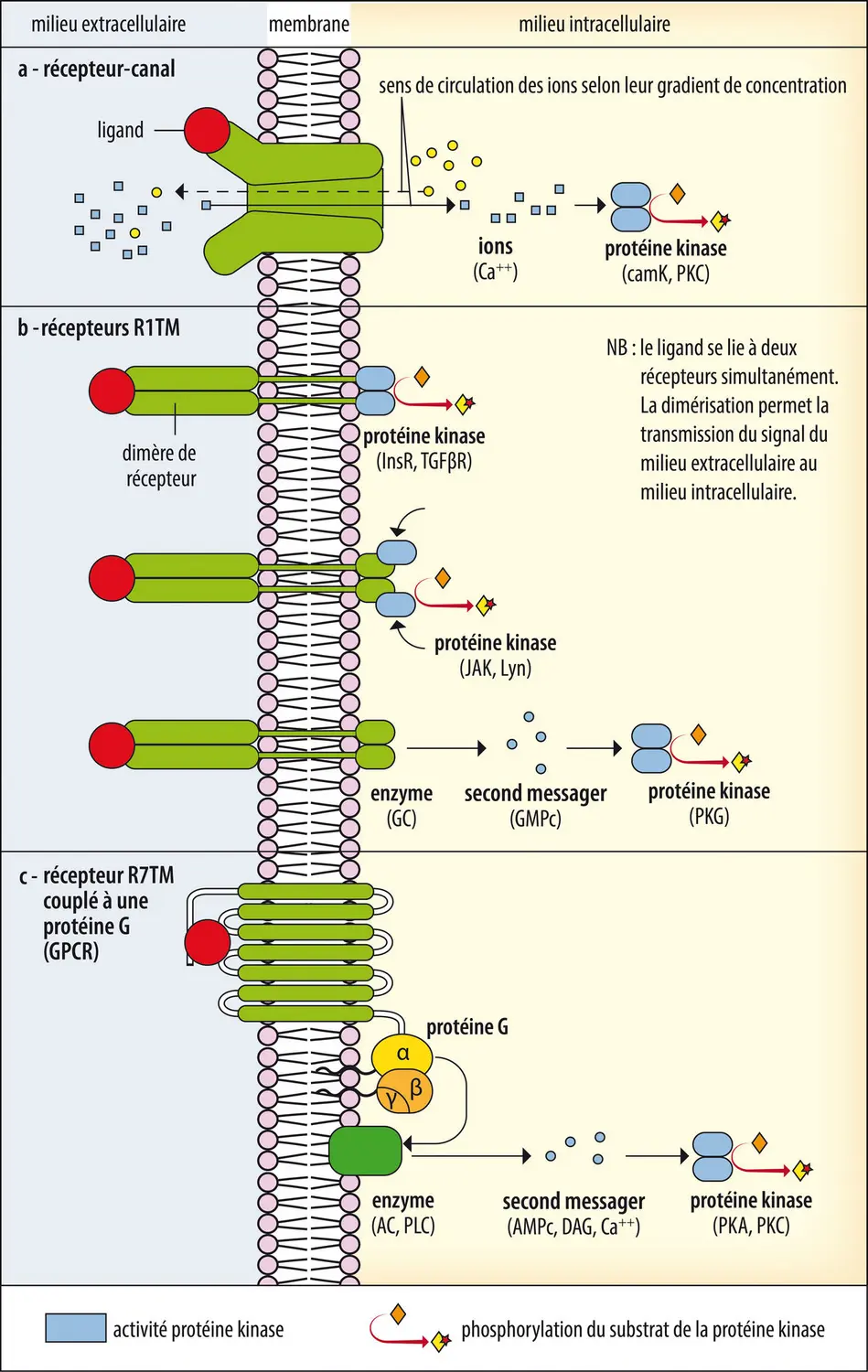 transduction du signal dans le calcium