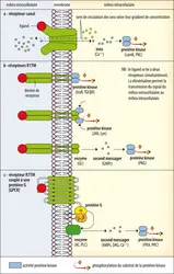 Types de transduction d’un signal par son récepteur membranaire - crédits : Encyclopædia Universalis France