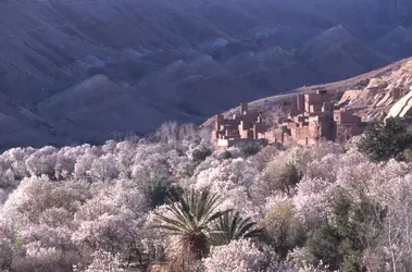 Amandiers dans le Haut-Atlas, Maroc - crédits : Jean-Denis Joubert/ Gamma-Rapho/ Getty Images