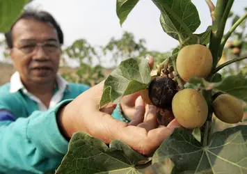 Jatropha
 - crédits : Pornchai Kittiwongsakul/ AFP