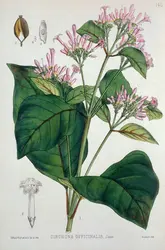 Fleurs et feuilles de l’arbre à quinquina - crédits : Wellcome Collection