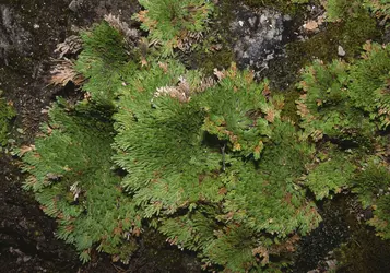 Plante de la résurrection (<em>Selaginella lepidophylla)</em> - crédits : Karl Switak/ Photoshot/ Biosphoto/ Photononstop