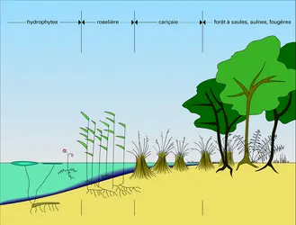Zonation de la végétation autour d'un étang - crédits : Encyclopædia Universalis France