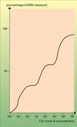 Cinétique de réassociation des chaînes d'ADN - crédits : Encyclopædia Universalis France