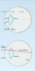 Optique oculaire humaine - crédits : Encyclopædia Universalis France