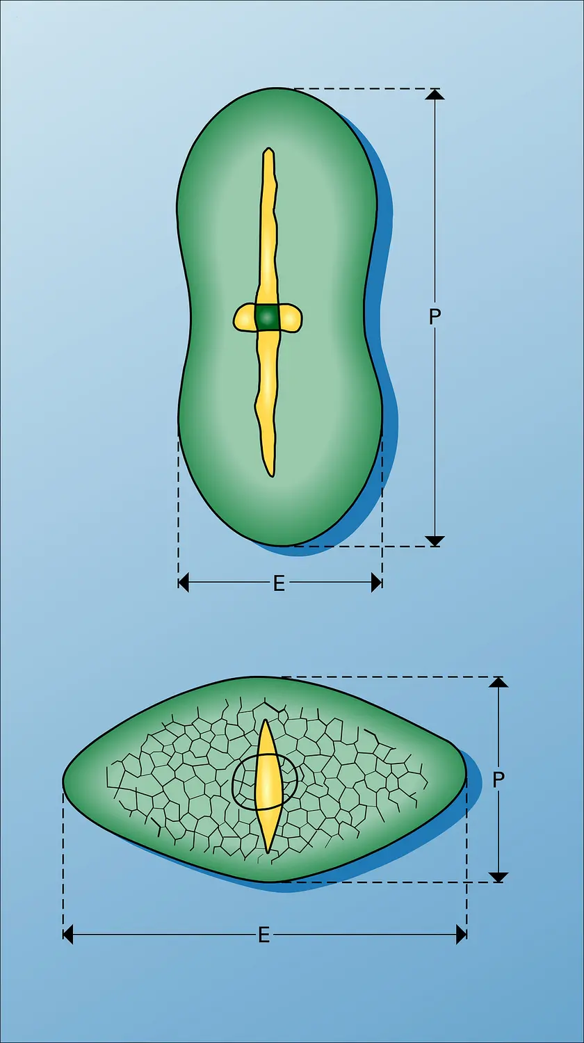 Pollens : vue extérieure