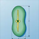 Pollens : vue extérieure - crédits : Encyclopædia Universalis France