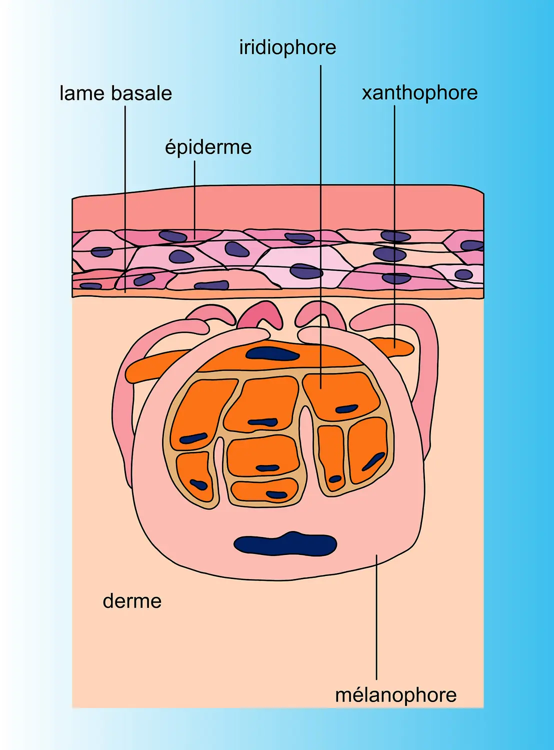 Chromatophores dermiques