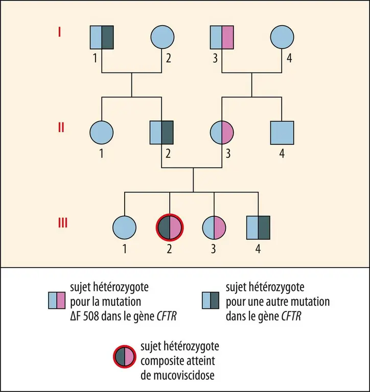 Transmission de la mucoviscidose