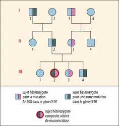 Transmission de la mucoviscidose - crédits : Encyclopædia Universalis France