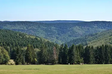 Forêt thuringienne, Allemagne - crédits : Soeren Stache/ picture alliance/ Getty Images