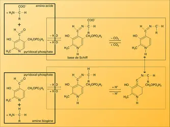 Décarboxylation par le pyridoxal-phosphate - crédits : Encyclopædia Universalis France