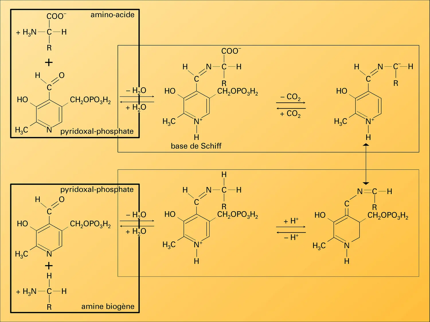 Décarboxylation par le pyridoxal-phosphate