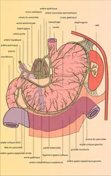 Estomac - crédits : Encyclopædia Universalis France