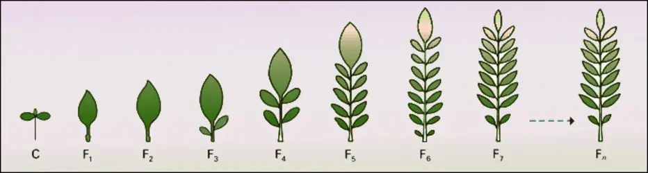 Anthyllis montana (développement hétéroblastique) - crédits : Encyclopædia Universalis France