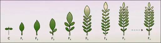 Anthyllis montana (développement hétéroblastique)