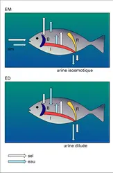 Poisson téléostéen - crédits : Encyclopædia Universalis France